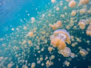 Медузы. Фото: Richard Schneider/Flickr