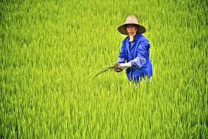 Женщина, работающая на рисовом поле ©Flickr/ Eric Hevesy