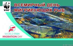 Всемирный день мигрирующих рыб: сохраняем реки для людей и рыб