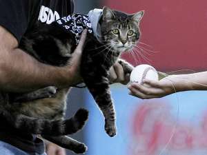 Матч калифорнийской бейсбольной команды Bakersfield Blaze 20 мая открылся символическим первым броском знаменитой кошки Тары, которая прославилась после того, как в интернете появилось видео, где она спасает ребенка своих хозяев от агрессивной собаки. Фото: Reuters