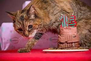 Самая старая кошка в мире отпраздновала 24-летие. Фото: БЕЛТА