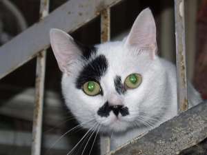 Отметим, что это, естественно, не единственный кот, похожий на Гитлера. Владельцы таких животных могут делиться фотографиями своих любимцев на специальном сайте, посвященном кошкам, выглядящим как лидер нацистов. Фото: Global Look Press