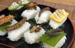 Суши из насекомых. Фото: bijuha.com
