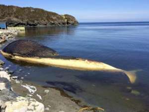 Туши погибших китов, вынесенные из океана еще в апреле и отравлявшие воздух в двух прибрежных поселениях, наконец нашли свое последнее пристанище. Фото: Reuters