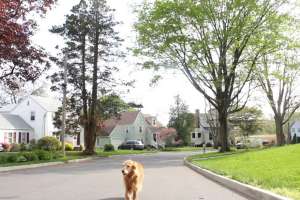 Дрон с собачкой: новый взгляд на выгуливание домашних питомцев. Фото:  ©Vimeo/ Jeff Myers