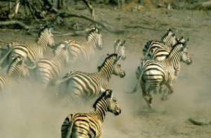 Зебры проделывают путь почти в 500 километров (фото WWF-US/Steve Morello).