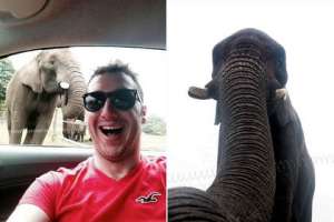 Скотт Брайерли и слониха Латаби. Фото: Mirror Online