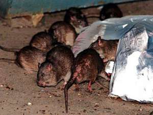 Крысы. Фото: http://lenta.ru