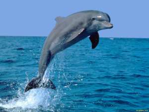 Дельфины. Фото: http://tainy.net