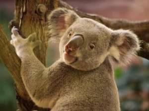 Австралийские окончательно удостоверились: эвкалипты жизненно необходимы коалам не только в качестве источника пищи и места обитания, но и для спасения от аномально высоких температур. Фото: Global Look Press