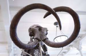 Скелет мамонта. Фото Tim Wilson с сайта https://www.flickr.com