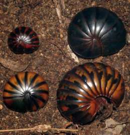 От верхнего левого угла до нижнего правого: Это изображение показывает различные цветовые морфы, генетически оказавшиеся идентичными, щебечущих гигантских многоножек-броненосцев (Sphaeromimus musicus) и похожих внешне видов (внизу слева) из другого рода (Zoosphaerium blandum). (Фото: Wesener 2007; CC-BY 4.0)