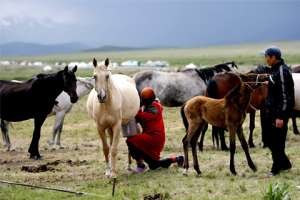  Киргизские фермеры. Фото: Владимир Пирогов / Reuters
