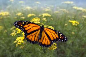 Бабочки монархи могут извлекать пользу из дорожной соли. (Фото Jim Brandenburg / Minden Pictures / Corbis.) 