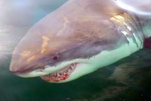 Белые акулы являются одними из крупнейших, наиболее распространенных хищников высшего порядка в океане, но также и одними из наиболее уязвимых. Новое исследование, самое всеобъемлющее по сезонным закономерностям распределения и исторических тенденций в распространении белых акул (Carcharodon Carcharias) в северо-западной части Атлантического океана, использовало записи, собранные на протяжении более чем 200 лет, чтобы обновить знания и заполнить пробелы в информации об этом виде – сообщает sciencedaily.com.  Ученые из Рыбоохранной службы Национальной администрации по океану и атмосфере (NOAA) и их коллеги добавили последние неопубликованные записи к ранее опубликованным данным, чтобы предоставить широкую картину 649 подтвержденных записей о белой акуле, полученных между 1800 и 2010 годами – это крупнейший набор данных по белым акулам, когда-либо был составленный для региона. Их исследование было опубликовано 11 июня в журнале PLoS One.  «Белые акулы в Северо-Западной Атлантике – это как большой пазл, от которого каждый год нам дают лишь несколько штук», говорит Тоби Кертис, исследователь акул регионального рыбоохранного атлантического офиса NOAA в Глостере, штат Массачусетс, и ведущий автор исследования. «После десятилетий усилий многих исследователей, мы, наконец, собрали достаточно кусочков головоломки для картины, которая демонстрирует тенденции в распределении и численности. Мы рады видеть признаки восстановления популяций».  Среди выводов: белые акулы встречаются в основном между Массачусетсом и Нью-Джерси в течение лета, у берегов Флориды в течение зимы, и с широким распределением вдоль восточного побережья США в течение весны и осени. Акулы встречаются гораздо чаще вдоль побережья, чем в оффшорных водах. Ежегодное смещение распределения популяции с севера на юг обусловлено предпочтениями к окружающей среде, например, температурой воды, а также наличием добычи. В последние годы белые акулы все чаще ассоциируются с возвращением колоний серых тюленей к берегам Массачусетса.  «Белые акулы обладают чертами истории жизни, которые делают их уязвимыми к эксплуатации», говорит Нэнси Колер, начальник Программы хищников высшего порядка в Северовосточном рыбоохранном научном центре NOAA (NEFSC) и соавтор исследования. «Эти акулы могут жить 70 лет или больше, созревают поздно, и не производят много молодняка. Их статус и высокая ценность челюстей и ребер сделали их мишенью рекреационной и трофейной рыбалки в районах, где их популяции не защищены».  Случайные записи о вылове или наблюдениях остаются основным источником информации по этому виду. Обновленная информация в данном исследовании направлена на улучшение сохранения белых акул как на региональном, так и на международном уровне, и обеспечение новой основы для будущего исследования.  Эта работа обновляет понимание относительных тенденций распространенности белых акул, их сезонного распределения, использования среды обитания и взаимодействия с рыболовством, большая часть которого выполняется удилищем и катушкой, ярусами и жаберным ловом. Записи о белых акулах были собраны из данных выгрузки, наблюдательных программ коммерческой рыбной ловли, информации с развлекательных турниров, научно-исследовательских изысканий, от коммерческих и рекреационных рыбаков и из других источников. Записи были дополнительно классифицированы, исходя из биологической информации, таких как длина и жизненный этап – новорожденные, сеголетки, подростки или взрослые. Были рассмотрены распределительные модели каждой жизненной стадии.  В 1970-х и 1980-х годах данные относительного распределения показали, что популяции белой акулы уменьшились, вероятно, за счет расширения коммерческого и рекреационного лова акул. Однако с начала 1990-х годов их число возросло.  «И снижение и, что более примечательно, увеличение количества, наблюдаемое в нашем исследовании, были поддержаны несколькими источниками данных», говорит Ками МакКэндлесс, биолог Программы хищников высшего порядка NEFSC и соавтор исследования. «Увеличение относительной численности, скорее всего, объясняется, в частности, осуществлением мер по управлению. США управляет своим ловом акул с 1993 года, и запретили коммерческий и рекреационный лов белых акул в 1997 году».  В то время как общее распределение белых акул очень широко, начиная от Ньюфаундленда до Британских Виргинских островов и от Большой Ньюфаундлендской банки в Мексиканском заливе на запад до побережья Техаса, 90 процентов зарегистрированных в данном исследовании животных были найдены вдоль Восточного побережья примерно между островами Флорида-Кис и северным Карибским морем до Новой Шотландии, Канада. Центр распределения находится в южной Новой Англии и Срединно-Атлантической бухте, где встречается 66 процентов акул.  Новорожденные белые акулы, всего в 4 фута длиной, регулярно встречаются у Лонг-Айленда, Нью-Йорк, что позволяет предположить, что данная область может являть собой территорию для роста молодняка. Крупнейшей из точно измеренных акул, рассматриваемой в исследовании, была самка, выброшенная на берег на острове Принца Эдуарда, Канада, в августе 1983 года. Животное было длиной в 17,26 футов от кончика морды до развилки хвоста.  Белые акулы всех возрастов и размеров присутствуют в континентальном шельфе вод круглый год, но их распределение зависит от сезона. Зимой большинство белых акул встречаются у северо-восточного побережья Флориды, Флорида-Кис, и в Мексиканском заливе у побережья Тампа Бэй, Флорида, где они, как правило, считаются редкими. Весной распределение расширяется на север, и к лету большинство акул находятся в водах Нью-Йорка и юга Новой Англии, и вокруг Cape Cod Кейп-Код. В августе некоторые крупные подростки и зрелые особи достигают Ньюфаундленда и залива Святого Лаврентия – это самый северный предел их диапазона. Осенью большинство акул остаются в северных широтах, но начинают перемещаться на юг в ноябре и декабре.  Большая часть акул была найдена на глубинах более мелких, чем 330 футов, хотя они, кажется, используют более глубокие и холодные воды по мере увеличения их размеров. Авторы отмечают, что, в общем, «белые акулы остаются редким и слабо распространенным хищником в Северо-Западном Атлантическом океане».  «Мы улучшили наше понимание белых акул в Северо-Западной Атлантике в последние годы благодаря полевым исследованиям и новым технологиям», говорит Колер. «Но у нас еще есть много вопросов по поводу их жизненной истории, популяционной структуры и размера, поведения, предпочтений обитания, пищевых привычек, движений и миграции».  Вопросы включают и то, когда и где акулы спариваются и рожают, их использование оффшорных мест обитания за пределами континентального шельфа, и то, схожи ли расписания миграций белых акул в Северо-Западной Атлантике с миграциями в Тихом и Индийском океанах. Необходимо больше наблюдений, рыболовных захватов и анализа случайных образцов, наряду с мечением и телеметрическими исследованиями, чтобы помочь ответить на эти вопросы и улучшить стратегии сохранения.