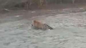Амурский тигр уплыл из России в Китай. Фото: Дейта.Ru