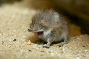 Короткоухий прыгунчик родился 8 мая в зоопарковом Домике мелких млекопитающих.