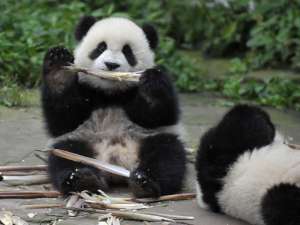 Панды помогут Китаю наладить отношения с Южной Кореей. Фото: Global Look Press