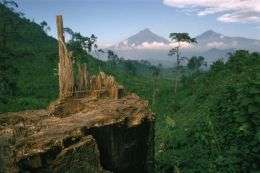 Национальный парк Вирунга. Фото: WWF 
