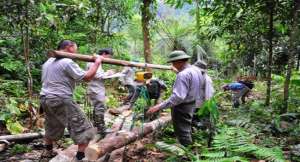ФАО призывает уделять внимание роли лесов в продвижении социально-экономического развития. Фото: Центр Новостей ООН