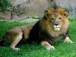 В американском зоопарке женщина пробралась ко львам, чтобы спеть им песню и накормить печеньем. Фото: unicurse / Wikipedia