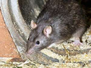 Гигантские крысы-мутанты плодятся в Великобритании с пугающей скоростью. Фото: Global Look Press