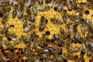 Пчелы. Фото: http://wikipedia.org
