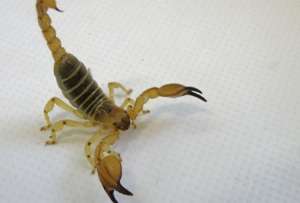 Cкорпион вида Scorpio maurus palmatus. Фото: ©Stuart Summerfield 