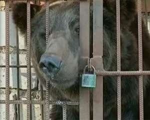 Медведь в клетке. Фото: http://podrobnosti.ua