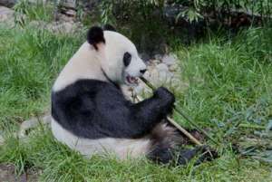 Чтобы выжить, панды вынуждены «охотиться» на молодые побеги бамбука. (Фото Bettmann / Corbis). 