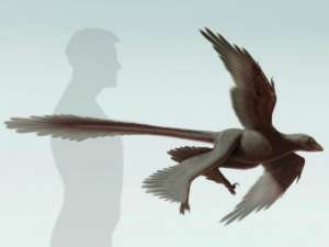 Changyuraptor yangi в представлении художника(иллюстрация Stephanie Abramowicz, Dinosaur Institute, NHM).