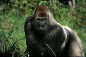 Доминантный самец группы горилл, на котором было основано исследование. (Фото: Michelle Klailova; CC-BY)