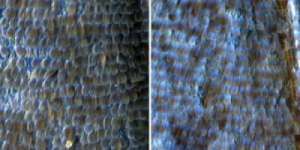 Ученые Йельского университета смогли изменить цвет крыльев бабочки за шесть поколений. Эти изображения иллюстрируют изменение цвета крыльев для вида Bicyclus anynana с коричневого на фиолетовый. (Фото: Antonia Monteiro)