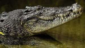 Крокодил. Фото: http://www.jivayaafrika.ru/