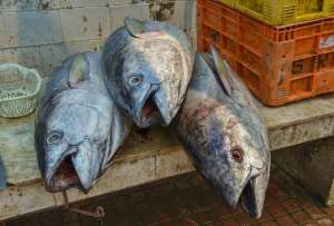  Голубые тунцы накапливают в себе больше ртути, чем многие другие рыбы, так как находятся выше по пищевой цепи. Фото: ©Getty Images