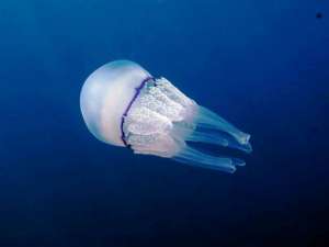 Медузы-корнероты обнаружили в своём поведении при добыче пищи стратегию имитации отжига (фото Wikipedia Commons). 