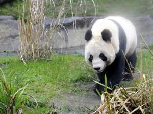 Тян-Тян, единственная самка большой панды в Великобриитании, должна принести потомство уже в этом месяце. Фото: Global Look Press