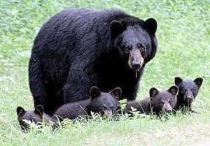 Черные медведи. Фото: http://www.tepid.ru