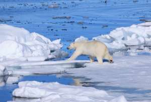  Уровень снега в Арктике за последние 80 лет уменьшился на треть. Фото:  © To the Arctic/Warner Bros. Pictures