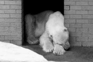  Медведь Вэнг в йоханнесбургском зоопарке. Фото: Siphiwe Sibeko / Reuters