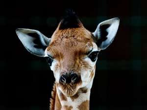 Жительница Калифорнии пострадала за любовь к жирафам - представитель этого вида лягнул ее в лицо при попытке проникновения в вольер. Фото: Global Look Press