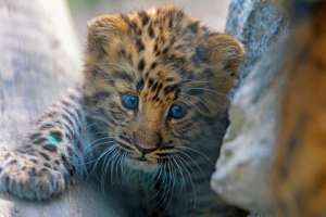 Детеныш дальневосточного леопарда. Фото с сайта Lenta.ru
