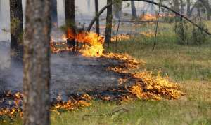 Лесные пожары. Фото: http://bigpicture.ruhttp://atmwood.com.ua