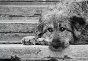 Бездомные собаки. Фото: http://sopico.ru