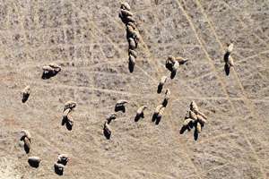 Овцы — участницы исследования. Фото: Jennifer Morton
