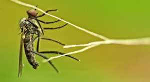 Лихорадка денге является тропическим заболеванием, вызываемым вирусом, который распространяется комарами, с симптомами, включающими лихорадку, головную боль, мышечные и суставные боли. (Фото: Ramon Portellano)