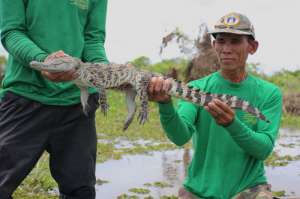 Члены «Группы сохранения крокодилов» выпускают сиамского крокодила в общей защитной зоне водно-болотных угодий комплекса Хе Чампоне. (Фото: WCS Lao PDR)