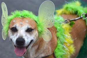  Фото: сообщество Благотворительный карнавал для собак «Маски Дог» «ВКонтакте»