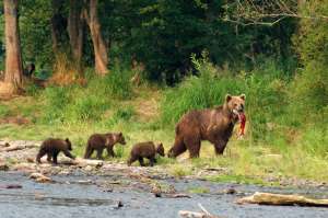 Медведи на Кмчатке. Фото: http://kamchatka.org.ru