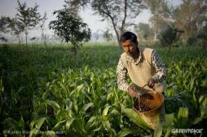 Фермеры в Индии © Karan Vaid / Greenpeace
